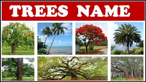 Types Of Indian Trees With Names