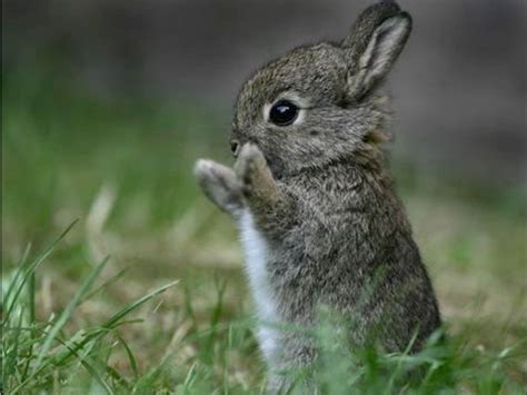 Baby Bunny Background for Desktop Free Download