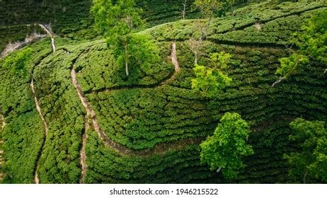 Sylhet Tea Garden Royalty-Free Images, Stock Photos & Pictures | Shutterstock