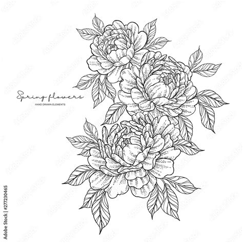 Peony flowers in japanese tattoo style. Hand drawn inked flowers. Black and white floral ...