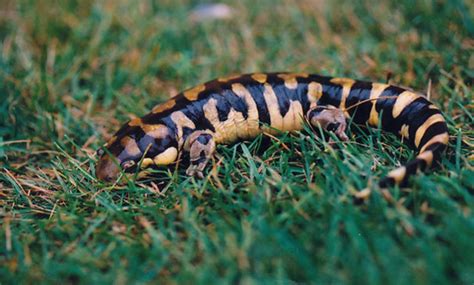 Tiger Salamander - San Francisco Zoo & Gardens