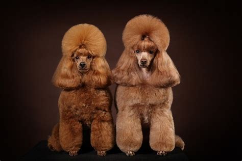 11 Poodle Haircuts Grooming Styles In 2023 (With Pictures) Hepper | eduaspirant.com