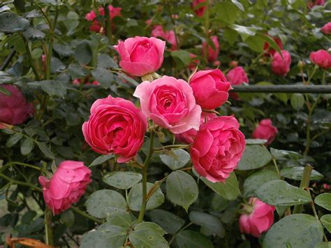 The Complete Miniature Roses Care Guide - Garden and Happy