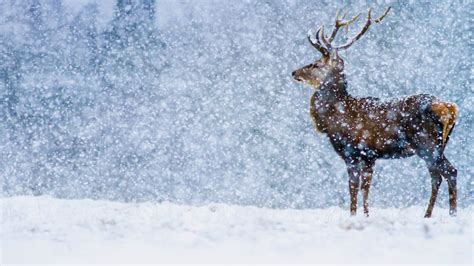 Deer In Snow Wallpaper (68+ images)