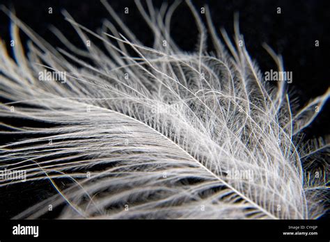 White Bird feathers, closeup Stock Photo - Alamy