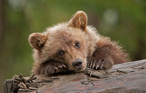 Bear Cub Wallpapers - Wallpaper Cave