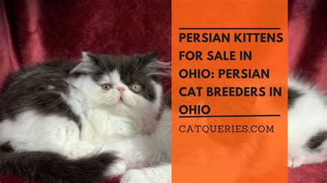 Persian kittens for sale in Ohio: Persian Cat Breeders in Ohio - Cat Queries