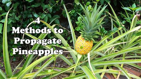 Four Methods to Propagate Pineapples - YouTube