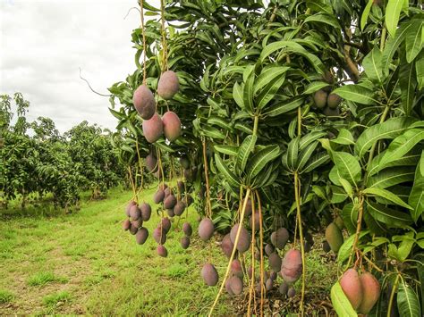 The Perfect Guide to Taking Care of Mango Trees - Gardenerdy