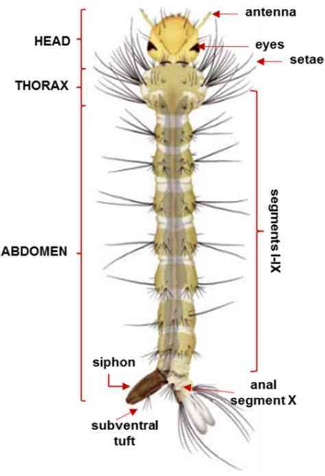 Aedes Mosquito Eggs