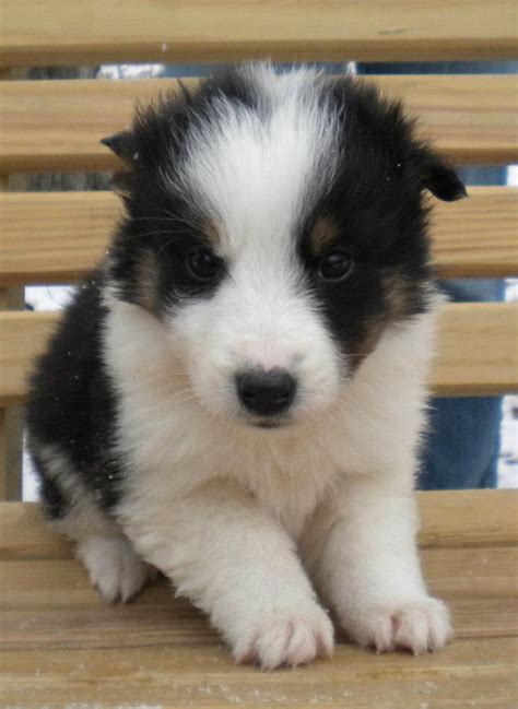 Scotch Collie (Scottish Collie) Info, Temperament, Puppies, Pictures