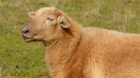 Tunis Sheep Breed Information, History & Facts - SheepCaretaker