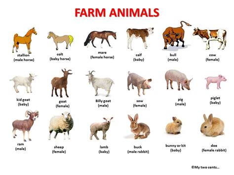 Animals | Farm animals pictures, Animals name in english, Farm animals