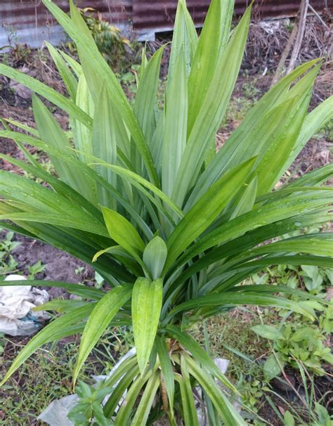 POKOK HERBA DAUN PANDAN - Rangkuman Cara Bertanam Lengkap