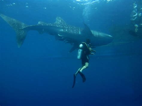 The 10 best destinations for whale shark scuba diving holidays