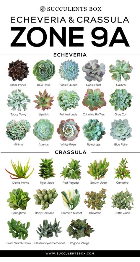 Types Of Succulents