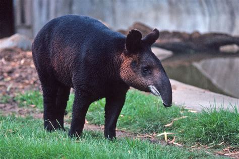 Amazing Facts: Tapir