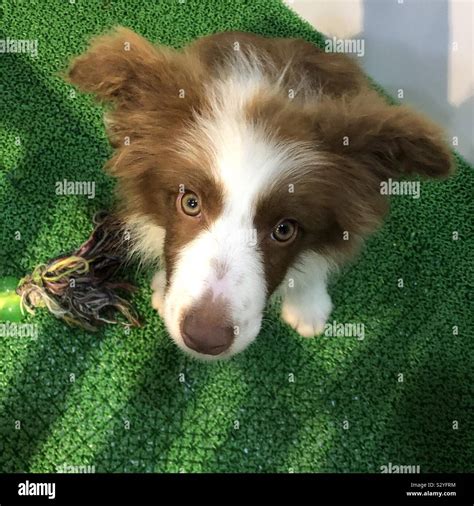 Female border collie hi-res stock photography and images - Alamy