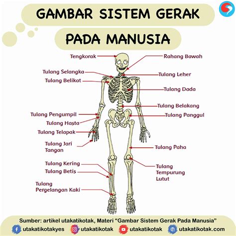 Rangkuman Sistem Gerak - Homecare24