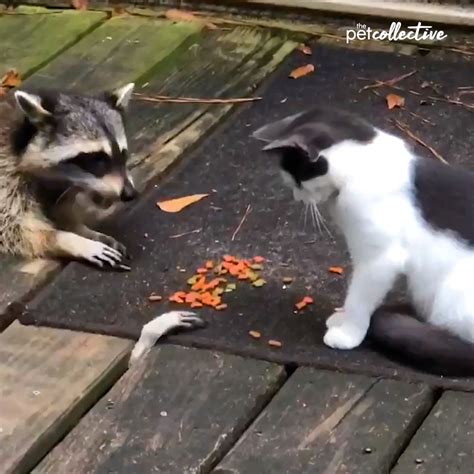 raccoon stealing cat food through deck - Taunya Pettis