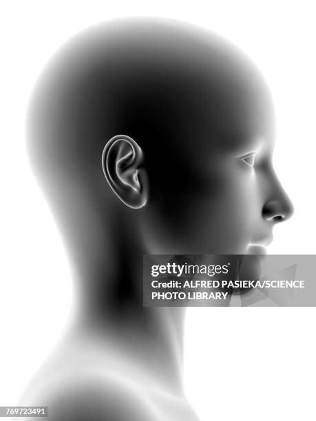 617 Human Head Anatomy Profile Stock Photos, High-Res Pictures, and Images - Getty Images