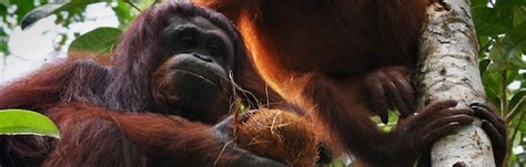 Orangutan Conservation Efforts