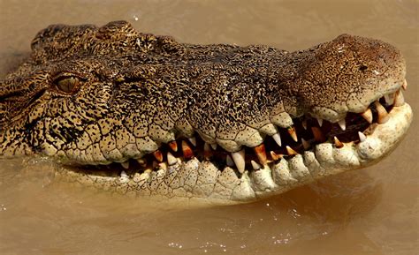 Human Remains Of A 12-Year-Old Found After Crocodile Attack