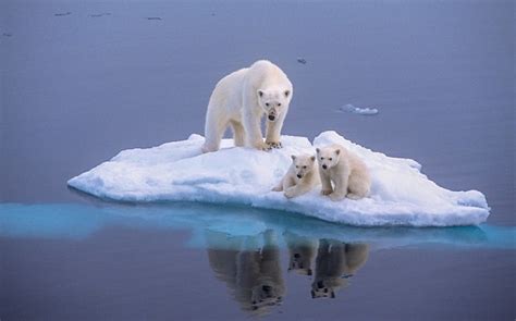 Beware of polar bears in Iceland - it is now puffin hunting season ...