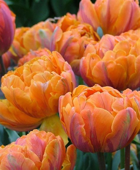 Best 198 TULIP-Double peony ideas on Pinterest | Beautiful flowers, Pretty flowers and Tulip