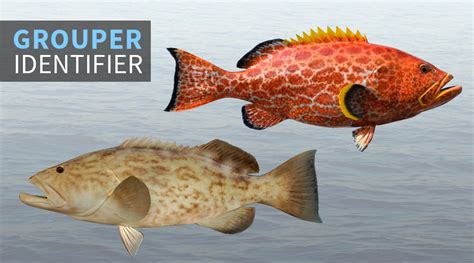 Grouper Identifier | FISHTRACK.COM