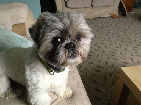 Dog Haircuts For Shih Tzu