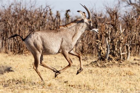 Botswana Wildlife