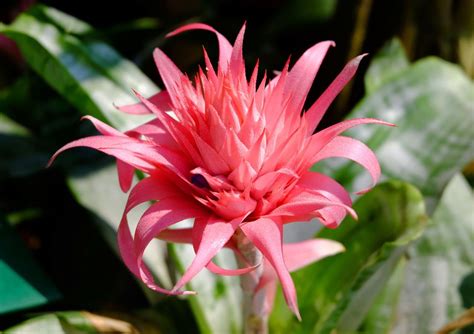 Bromeliad: Bromeliads, which are almost exclusively found in the Americas, grow in the ground or ...