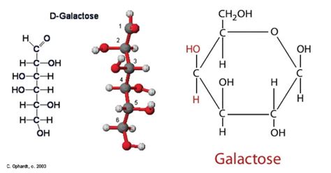 Galactose Metabolism: Enzymes, Steps, Pathways, Uses