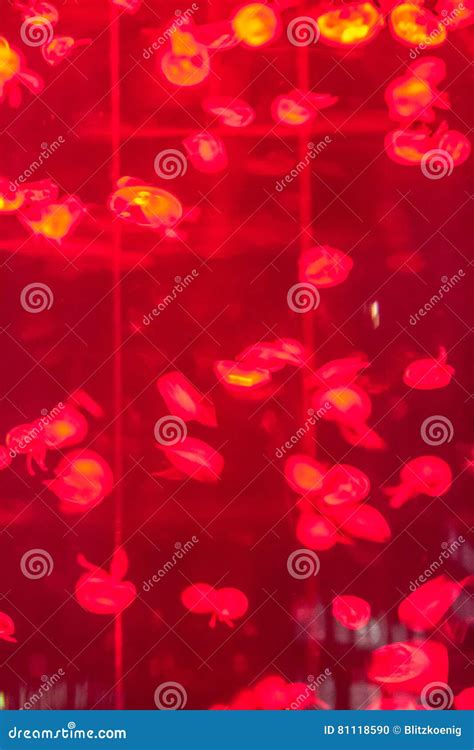 Small Jellyfishes in Aquarium Stock Photo - Image of water, animal: 81118590