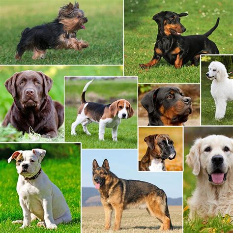 The Most Popular Dog Breeds in the U.S.