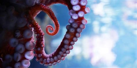 10 Characteristics of Octopus, its Habitat, Feeding, and Reproduction..