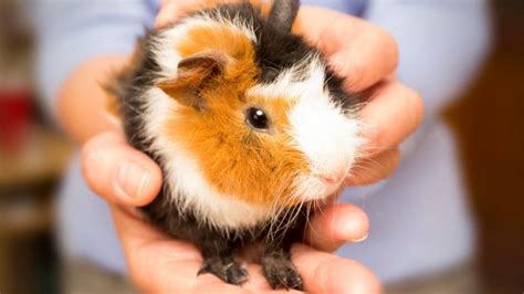 How Big Do Guinea Pigs Get? | Guinea Pig Size Guide - Guinea Pig Tube