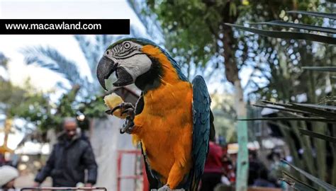 How To Play with Macaw? 5 Interesting Ways to Play fun games – Macaw Land