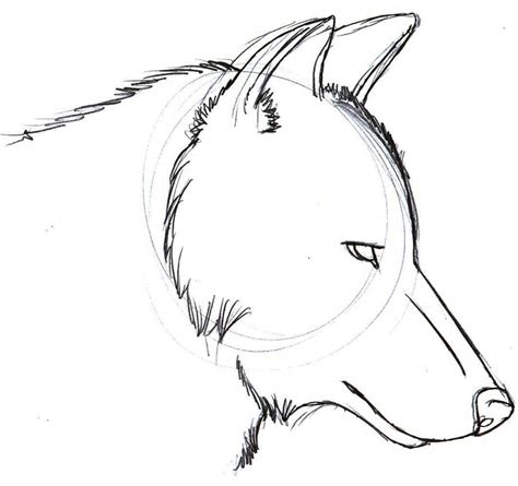 Wolf Step By Step Drawing at GetDrawings | Free download