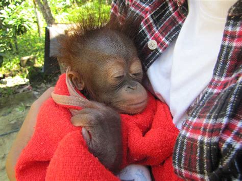 Save the Orangutan: Our work: Rescues