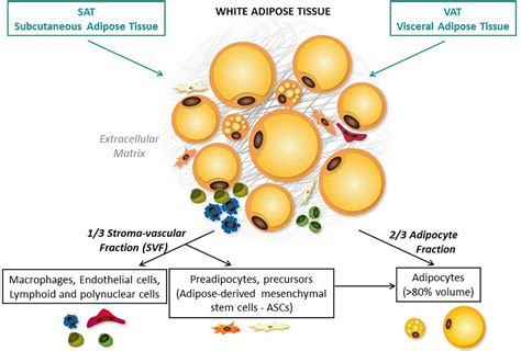 Types Of Adipose Tissue