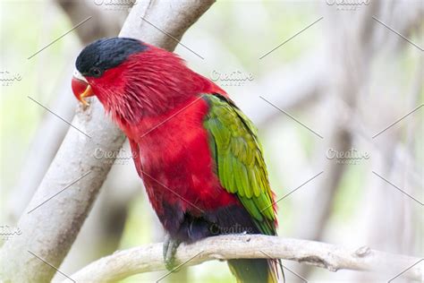 Parrots in their jungle containing parrot, bird, and colorful | Fotos de aves, Aves, Foto