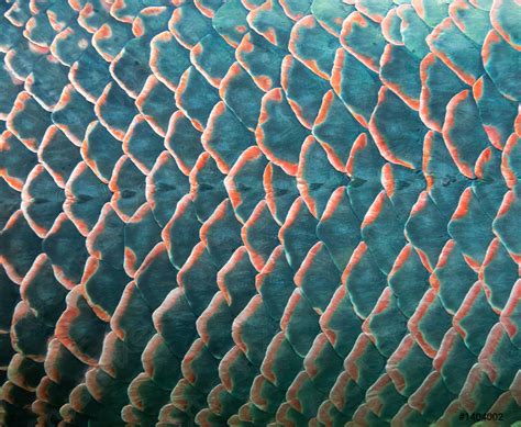 Fish Scale, Stock Photo | Crushpixel | Fish scales, Fish scale pattern, Giant fish