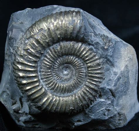 Shimmering Pyritized Ammonite Fossil For Sale (#2269) - FossilEra.com