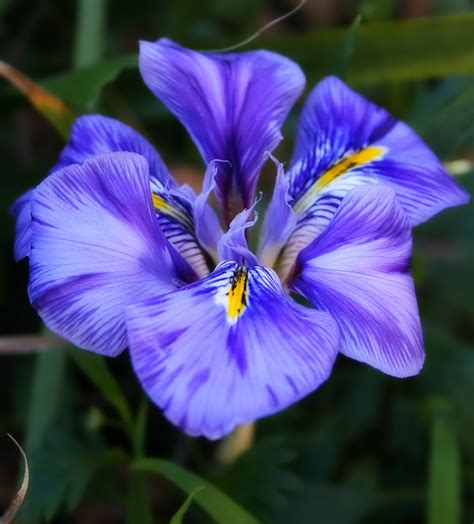 File:Blue Australian Iris.jpg - Wikipedia