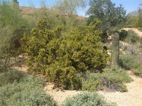 Larrea tridentata (Creosote, Greasewood) - Mountain States Wholesale ...