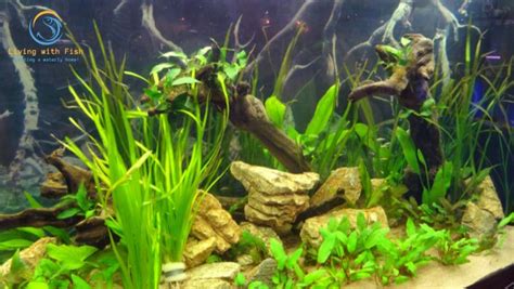 7 Benefits You Must Know About Live Plants in Fish Tanks - Living with Fish