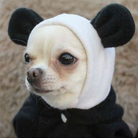 14 Chihuahua Costumes That Will Definitely Make You Laugh | PetPress