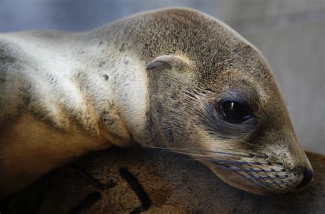 Why are so many sea lion pups starving? Scientists find the answer off the Central California ...